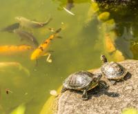 Skildpadder i park