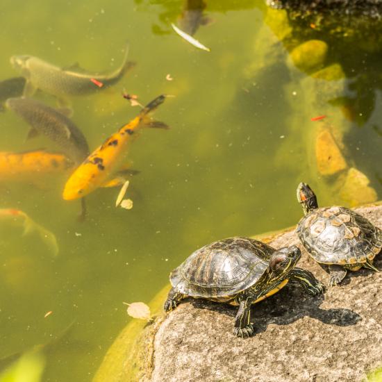 Skildpadder i park