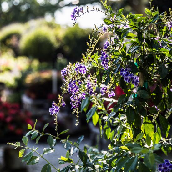 Blomster