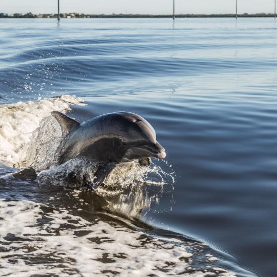Delfin