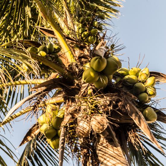 Kokospalme